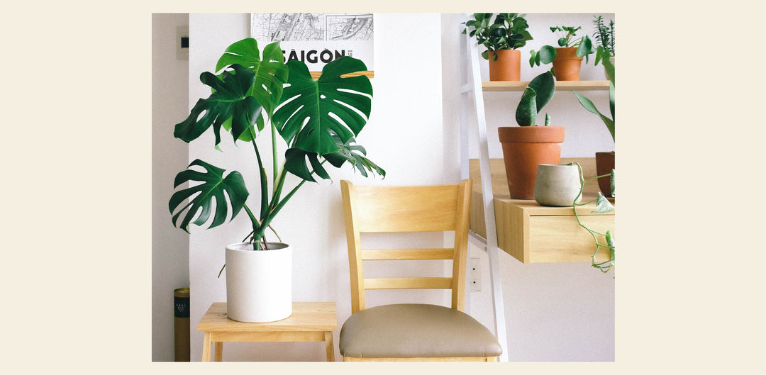 5 Indoor Plants to Improve Your Health